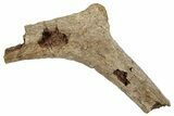 Hadrosaur (Edmontosaurus) Rib Bone - Wyoming #265738-1